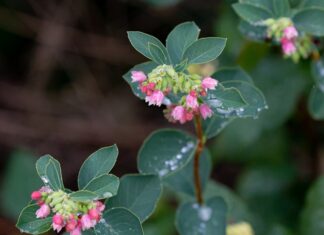 Jak pozbyć się woskowiny z ucha domowym sposobem?