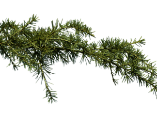 Czy Zatkane ucho może się samo Odetkać?