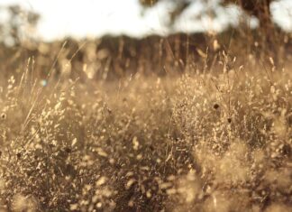 Ile jest filtrów w instalacji LPG?